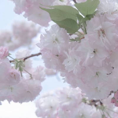 察布查尔福瑞交流群